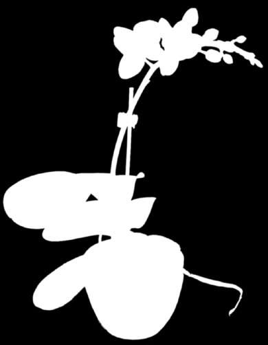 Am Dienstag, 14. Februar, ist Valentinstag Cinerarien Aschenblume Calceolarien Pantoffelblume, weils in n Farben 11 cm / 12 cm Ø Topf 1.