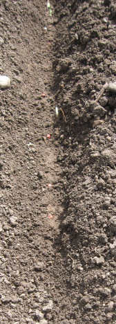 Körnerhirse ( Sorghum bicolor ) produktionstechnische Hinweise- Anbauhinweise Saatbeginn wenn Bodentemperaturen dauerhaft > 12 C besser 15 C Saattiefe bis 5 cm mehrfache Bodenbearbeitung ( Eggen )