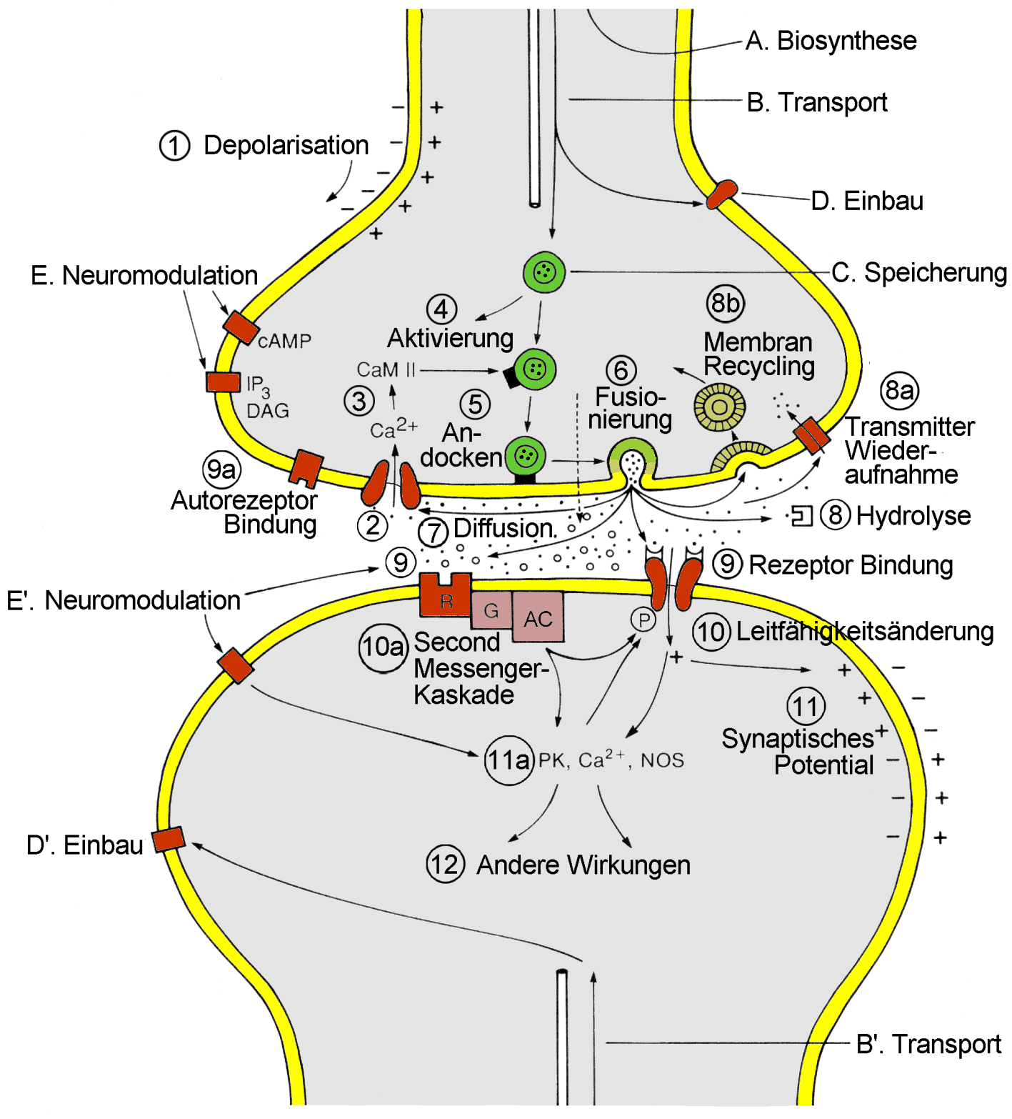 PRÄSYNAPSE ERREGUNGS- ÜBERTRAGUNG AN