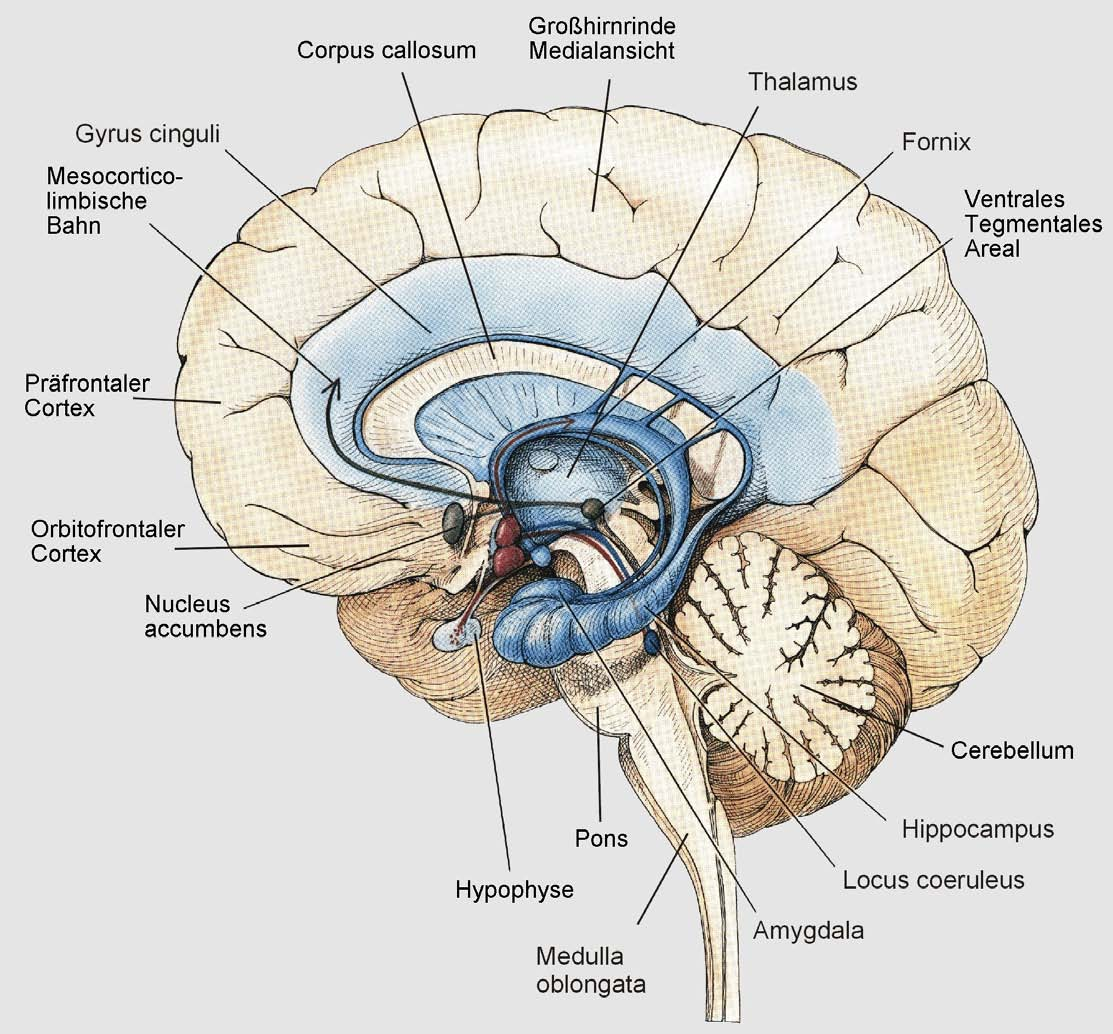 Längsschnitt durch das menschliche Gehirn Blau: Limbisches System als Sitz der