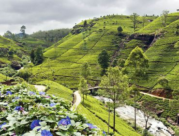 4. Tag: Wanderung über Dorfpfade und Aufstieg zur Felsenfestung Sigiriya Über Dorfpfade wandern wir morgens von Sigiriya in Richtung Dambulla.