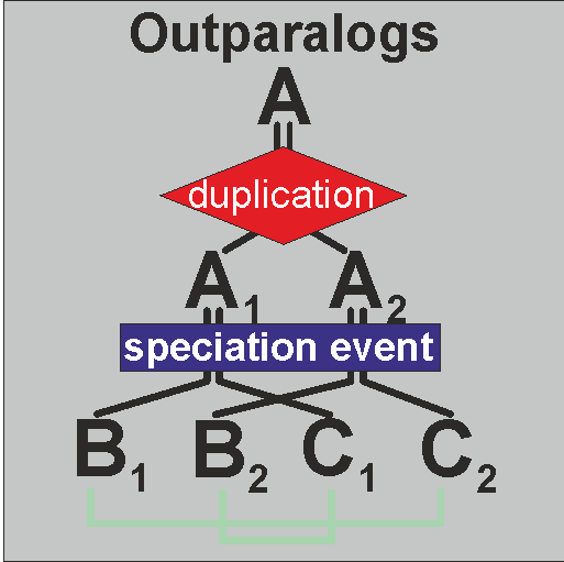 Outparalogs Paralogous genes resulting from a