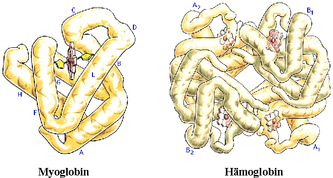 1.1.4 Strukturen Die Funktion der Proteine ist stark mit ihrer räumlichen Struktur verknüpft.