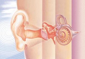 Aufbau des Ohres Außenohr Mittelohr