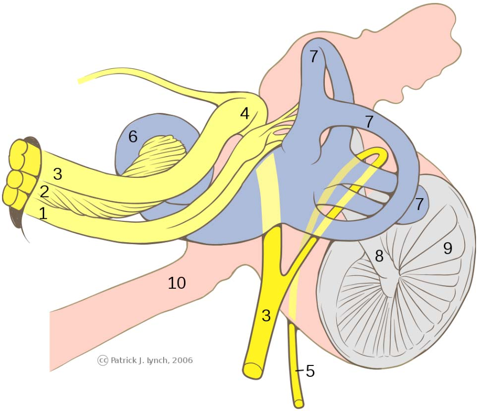 3. Innenohr- Dekompressionsunfall durch Gegendiffusion Innenohr Das Innenohr (Auris interna) ist neben dem Mittel- und Außenohr ein Teil des Ohres bei Wirbeltieren.