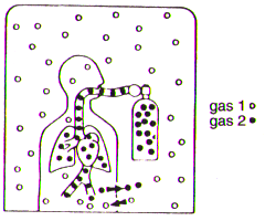 2 Typen von isobarer Gegendiffusion (1) Oberflächen- Gegendiffusion Der Taucher ist von einem Gas 1 umgeben und atmet ein anderes Gas 2.