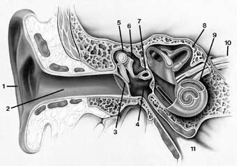 Das menschliche Ohr Außenohr: Einfangen des Schalls Richtungsbestimmung Mittelohr: Trommelfell, Hammer, Amboss, Steigbügel: Verstärkung der Kraftwirkung Innenohr: Schnecke: Corti Organ Basilarmembran