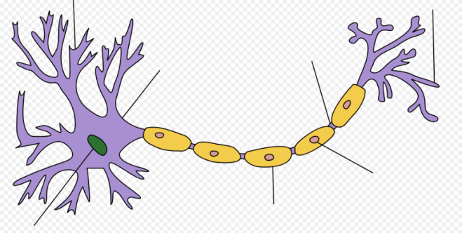 Einführung 32 Einführung 31 Die Bausteine des Nervensystems Bild: Creative Commons» Die Nervenzelle (Neuron): Hochspezialisierter Zelltyp mit den Hauptfunktionen: Erregungsleitung und