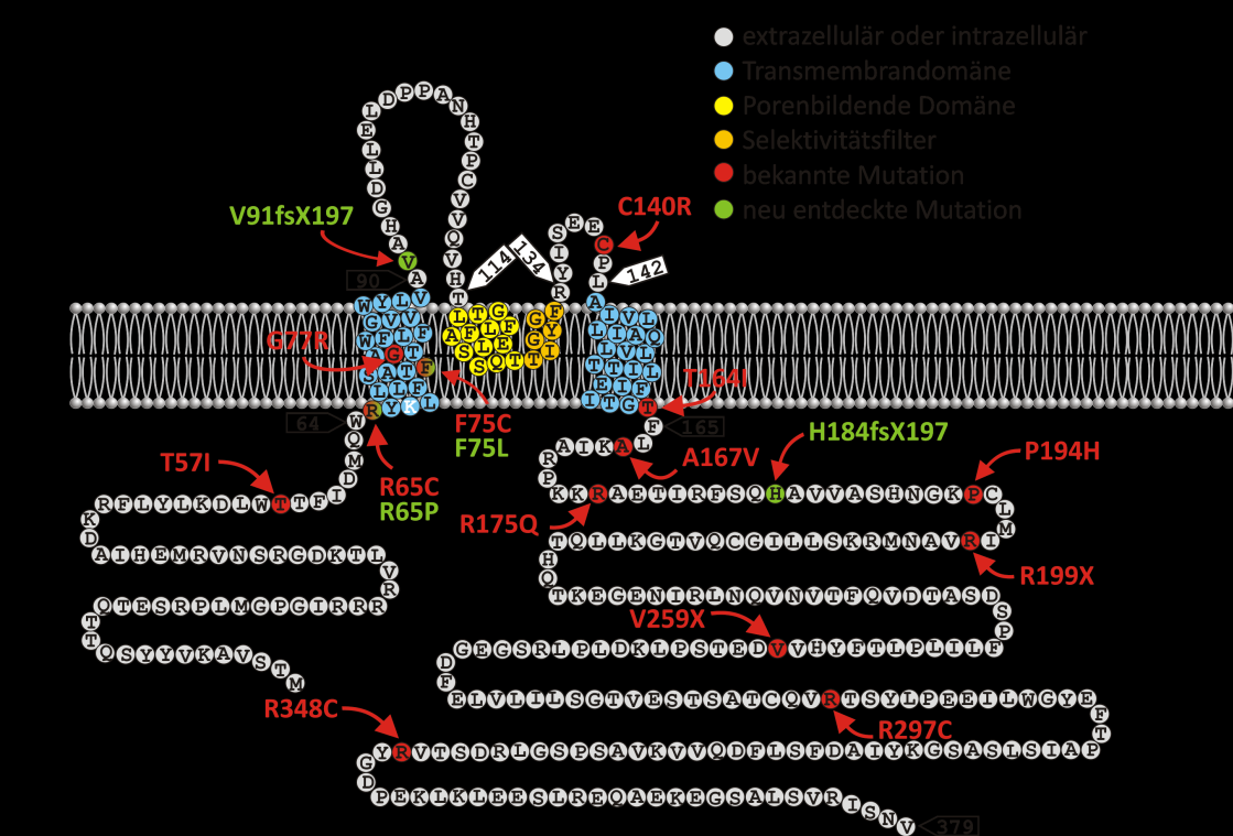 1. Einleitung Abbildung 3: Lokalisation der bisher bekannten EAST-Mutationen von hkcnj10 Schematische Membrantopologie von hkcnj10 nach SwissProt P78508.