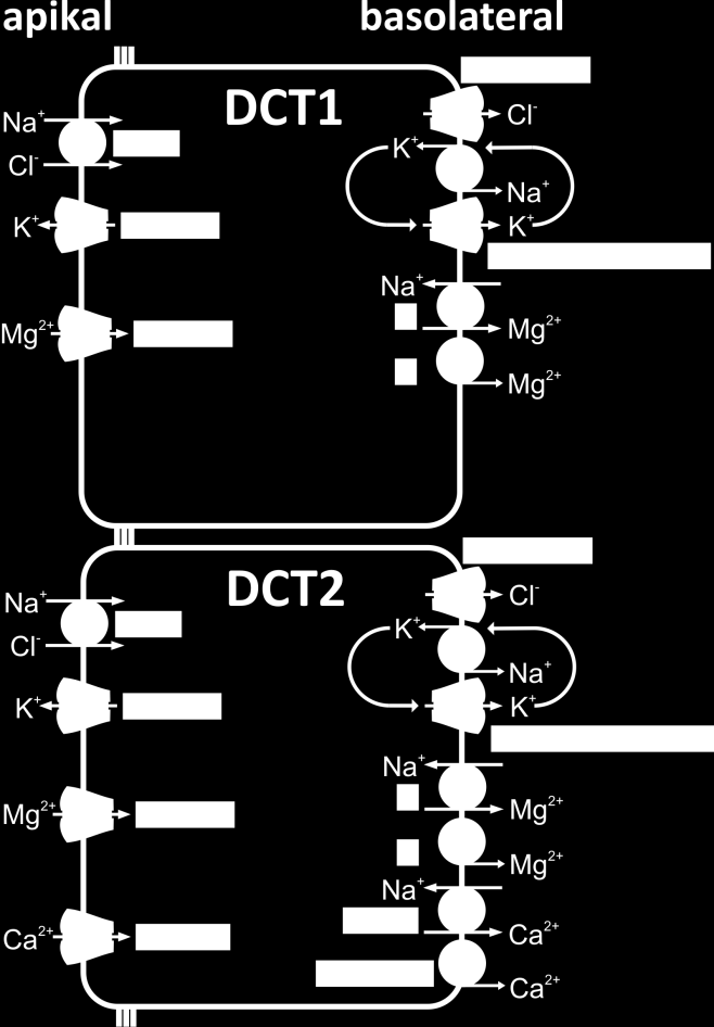 1. Einleitung Abbildung 2: Schematische Darstellung von Zellen des frühen und späten DCT DCT1 und DCT2 unterscheiden sich durch die Fähigkeit der Ca 2+ -Rückresorption (Ca 2+ -Transportproteine sind