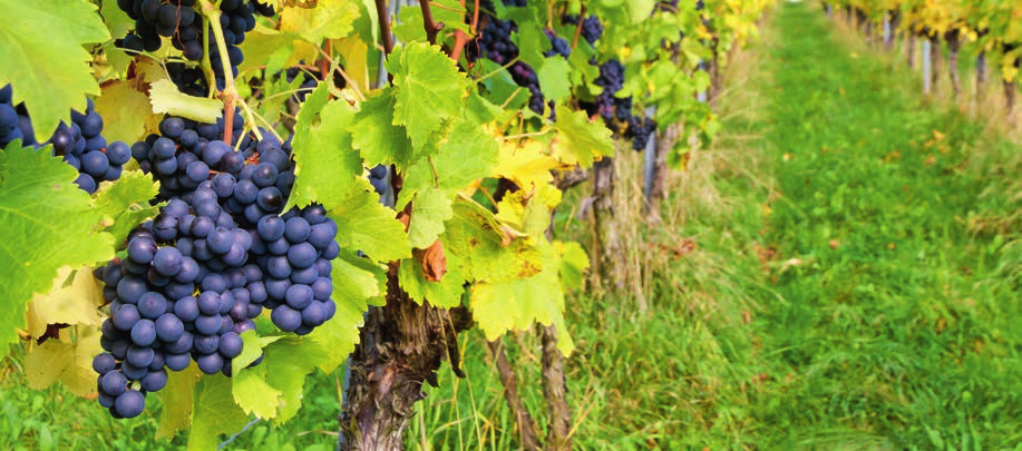 Düngungsempfehlungen Mineraldünger für den Weinbau 2015 ENTEC-stabilisierte Stickstoffdünger ENTEC-Stickstoffdünger enthalten Nitratstickstoff für eine gute Startwirkung und stabilisierten Ammonium