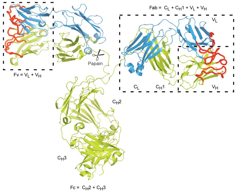 Einleitung Bezeichnung als Komplementaritäts-bestimmende Region. Wird ein IgG-Antikörper mit der Protease Papain gespalten, so erhält man die beiden funktionellen Einheiten Fab und Fc.