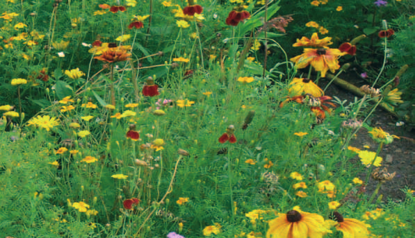 Präriemischung Feurige Farben für den Hochsommer Die einjährige Mischung bietet ein spätsommerliches Feuerwerk aus einjährigen Gartenblumen und nordamerikanischen Prärieblumen.