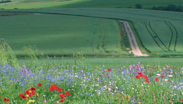 Landwirtschaft Förderung der biologischen Artenvielfalt auf Bracheflächen In den Konfliktfeldern zwischen Landwirtschaft und Erholungsanspruch der Bevölkerung fördert die Verwendung von blütenreichen