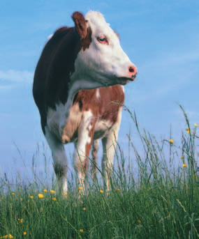 Pferdeweide Fördert die Gesundheit der Pferde Rinderweide Wüchsige Weidemischung Faserreiche Weidemischung für Pferde mit einem Kräuterzusatz nach Dr. med. vet. H. Konrad.