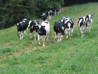 Betriebsspiegel Viehhaltung : Milchkühe Rinder über 2 Jahre Rinder 1-2 Jahre Kälber;