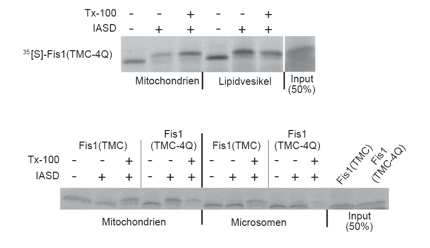 Ergebnisse Abb. 29. Eine Ladungsvariante von Fis1 kann in Microsomen aber nicht in Lipidvesikel integriert werden. A. Radioaktiv markiertes Fis1-TMC-4Q wurde für 20 Minuten bei 25 C entweder mit Mitochondrien (50 µg Protein) oder Lipidvesikeln (33 µg) inkubiert und wie in Abb.