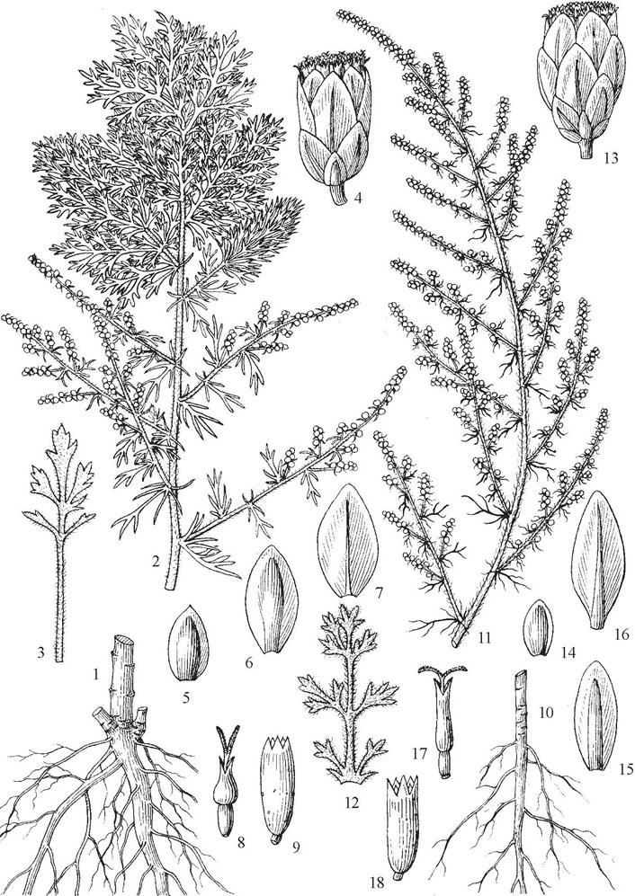 Haariges Besenbeifußkraut 62 Abbildung 2: Illustration der beiden Stammpflanzen von Artemisiae scopariae herba ; 1-9: Artemisia capillaris THUNB.
