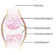 14 Wissenswertes über Ihre Gelenke ren findet der Nährstoffaustausch auch während der Be und Entlastung statt.