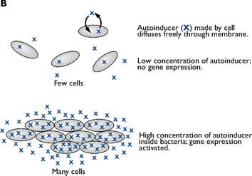 -Proteos: Vibrio und Photobacterium fakultativ aerob, fermentativ, Oxidase-positiv, aquatisch Stäbchen und gekrümmte Stäbchen, polare Flagellen Humanpathogener Erreger der Cholera: Vibrio cholerae