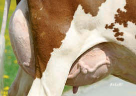 40 DIE LETZTE SEITE Stierenmutter Blitz ERLANDA mit vielen Vorzügen hvs. 2012 hat an verschiedenen bernischen Ausstellungen eine Kuh auf sich aufmerksam gemacht.