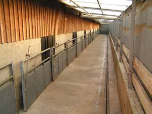 Ausläufe in der ökologischen Schweinehaltung Bis Ende 2010 müssen Betriebe mit ökologischer Schweinehaltung auch für vorhandene Gebäude die EG-Öko-VO umsetzen und für alle Haltungsabschnitte der