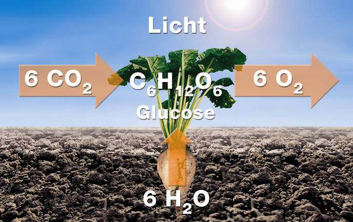 Photosynthese - Die Blattfläche macht s! Die elementare Grundlage pflanzlichen Wachstums ist die Photosynthese.