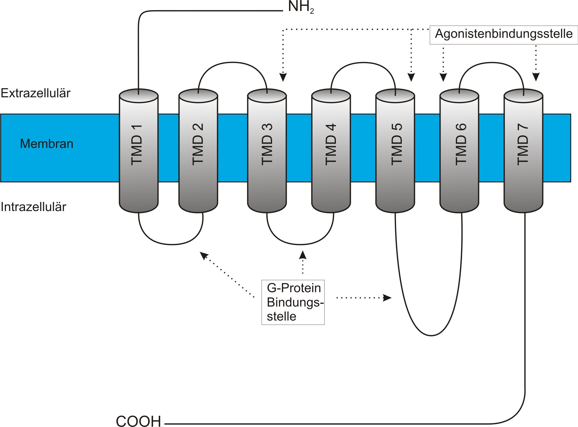 LITERATURÜBERSICHT direktem Weg die Kontraktion der glatten Muskelzelle und steht in Wechselbeziehung (Cross-Talk) mit der Aktivierung der adrenergen β2-adrenozeptoren mit Kopplung an Gs-Proteine.