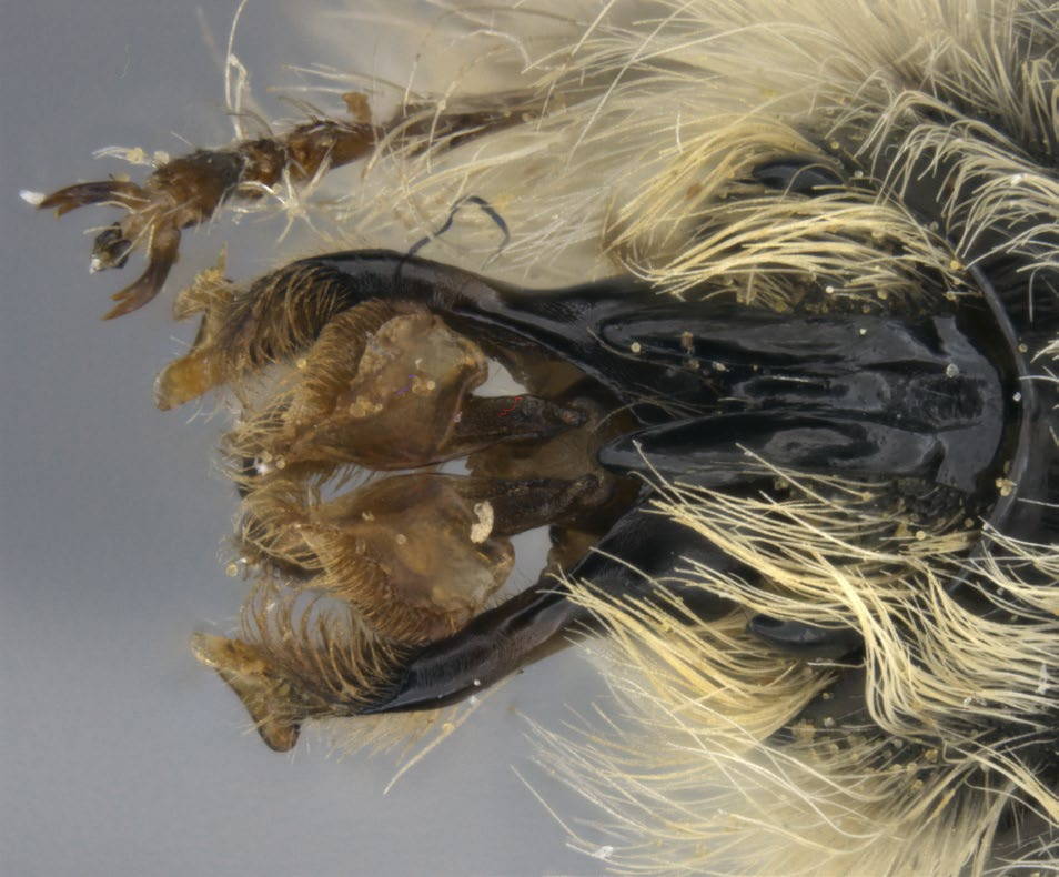 Schmid-Egger: Zweiter Fund von Fidelia ulrikae in Südmarokko AMPULEX 8 2016 Morphologie und Erscheinungsbild Fidelia ulrikae erinnert wegen ihrer Körpergröße (10-15 mm) sowie ihrer dichten gelbbrauen