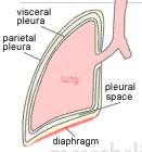 Anatomie