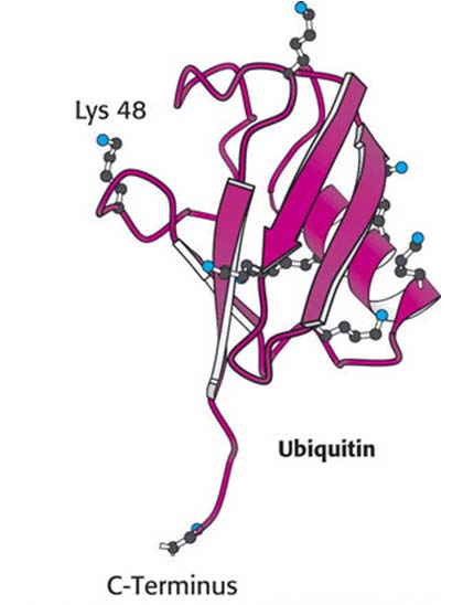 An einem Zielprotein kann eine Kette von Ubiquitinmolekülen hängen. Dies kann das Signal zum Proteinabbau verstärken.