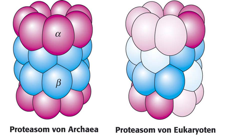 Ubiquitinweg und Proteasom kommen bei allen Eukaryonten vor. Bei Prokaryoten gibt es Homologe zum Proteasom, deren physiologische Rolle ist aber noch in Diskussion.