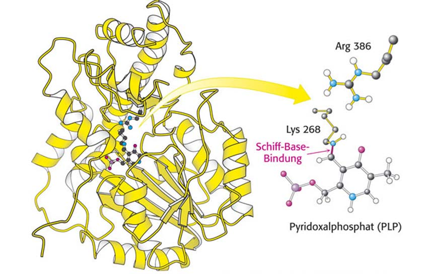 Transaminase Benachbart zur Bindungsstelle des PLP an Lysin befindet sich ein hochkonserviertes