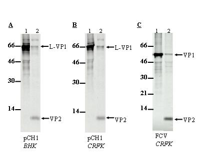 4. Ergebnisse 53 4.1.1 Nachweis der Kapsidproteine Für die transiente Expression der Kapsidproteine wurden Zellen mit Vaccinia-MVA-T7 infiziert, welches die T7-Polymerase zur Verfügung stellt.