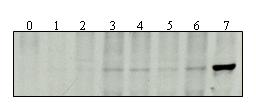 56 4. Ergebnisse vergleichen, wurde jeweils die Menge des VP2 auf die Menge des exprimierten VP1 normiert.