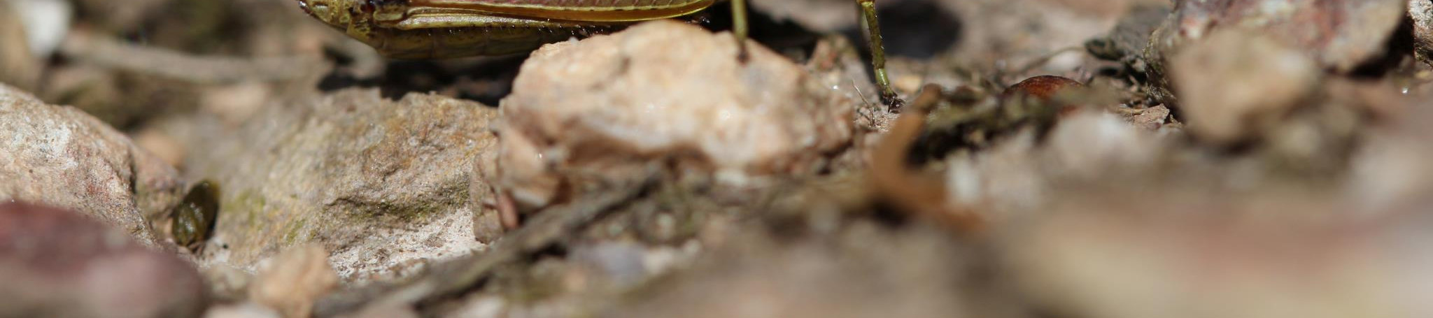 8 Genetische Strukturierung der Populationen des Gemeinen Grashüpfers (Chorthippus parallelus) im Hunsrück Der Gemeine Grashüpfer, Chorthippus parallelus, ist eine häufige Heuschreckenart.
