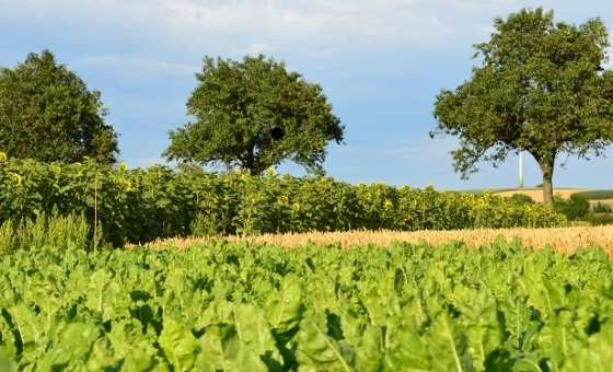 Wer braucht Greening nicht (=Ausnahmen)? Biobetriebe Obst-, Weinbaubetriebe Grünlandbetriebe mit überwiegendem GL-Anteil an der landw.