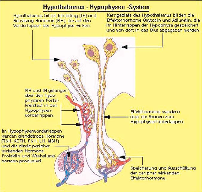 Hypothalamus Der Hypothalamus, ein kleiner Bereich im Zwischenhirn.