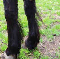 Bonita am 3. Mai 2014 Stumpfes ungleichmäßiges Fell, wenig Antrieb, langer Behang an den Beinen. Vor Beginn der Fütterung. Bonita am 6. August 2014 Während der Fütterung von.