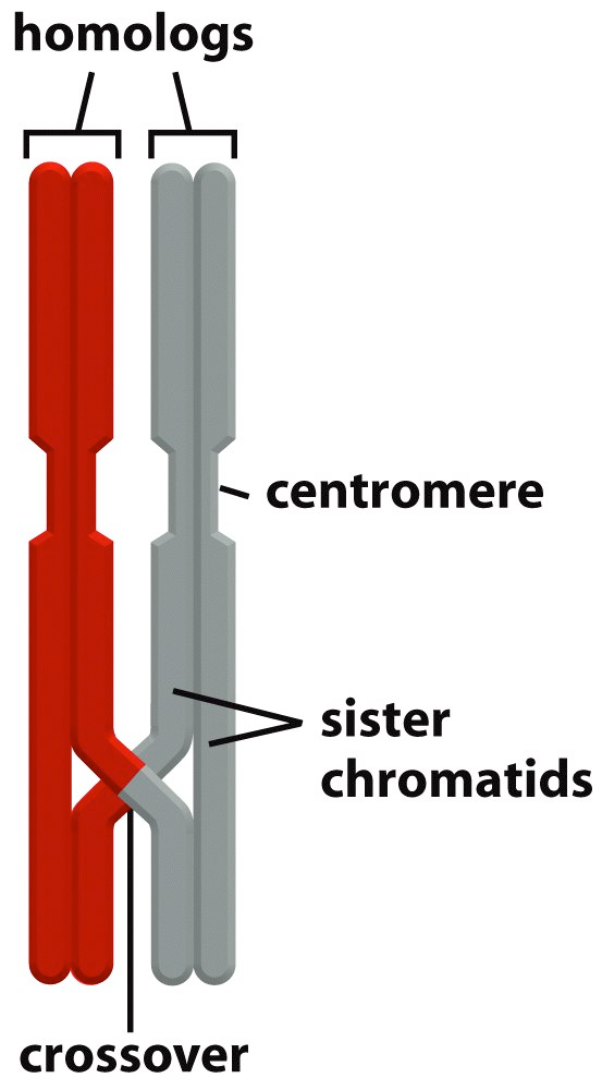 Meiose ist eine spezielle From der Zellteilungfür die sexuelle Reproduktion beide Schwesterkinetochore sind am gleichen Spindelpol befestigt in Meisose 1!