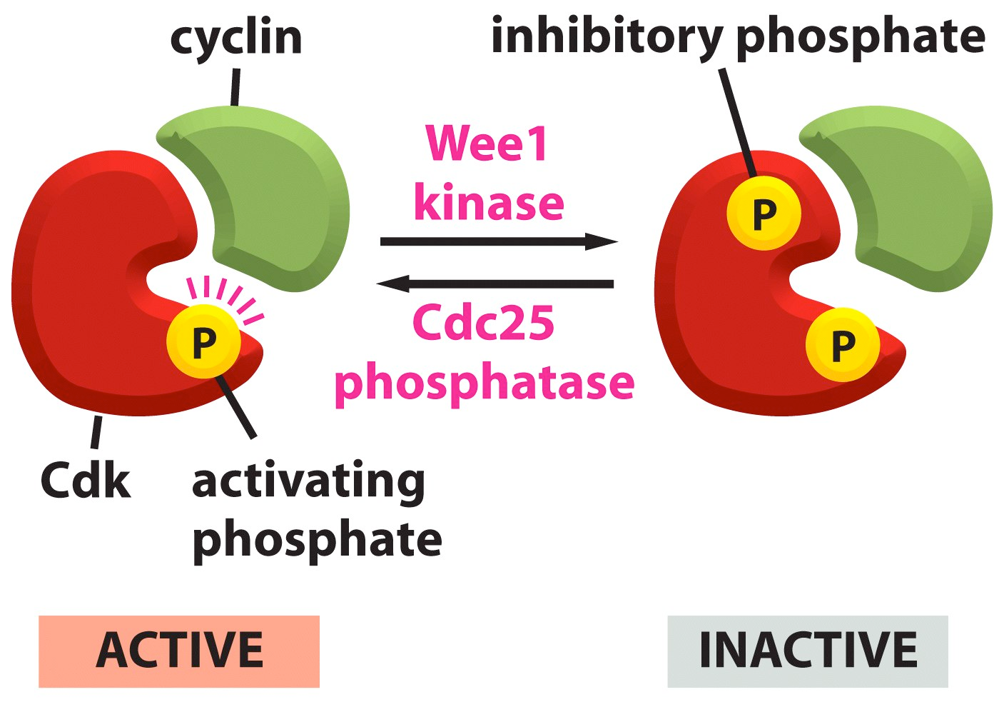 Die strukturelle Basis für Cdk Aktivierung Aktiver Rest blockiert durch einen Teil des Proteins, den T-Loop (rot) Bindung von cyclin bewirkt dass der T-Loop aus der aktiven Tasche verdrängt wird ->