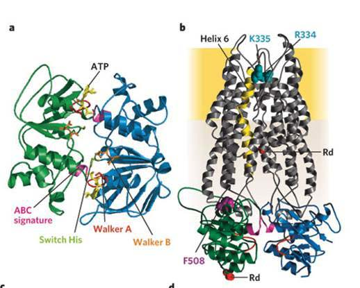 Die molekulare Feinstruktur des CFTR-Kanals positiv geladene Aminosäuren