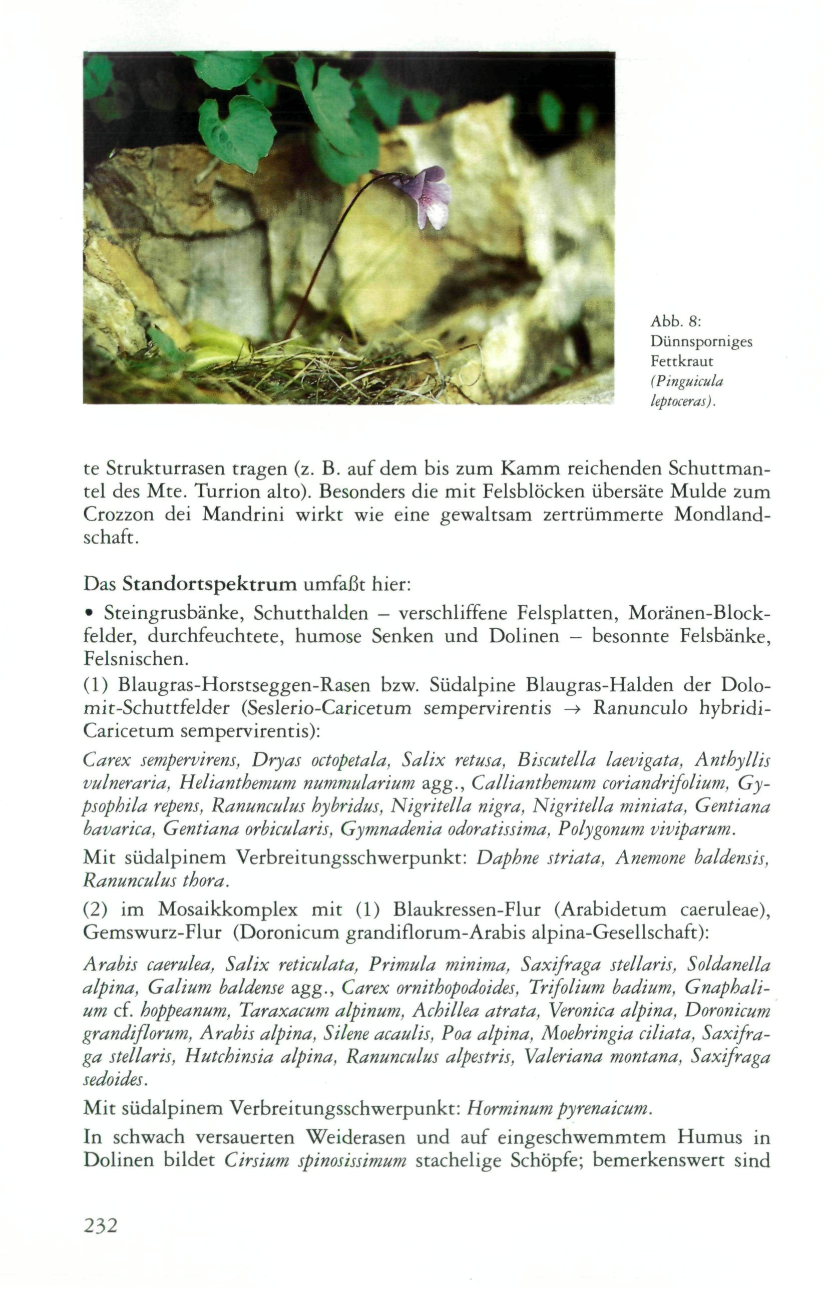 Abb. 8: Dünnsporniges Fettkraut (Pinguicula kptoceras). te Strukturrasen tragen (z. B. auf dem bis zum Kamm reichenden Schuttmantel des Mte. Turrion alto).