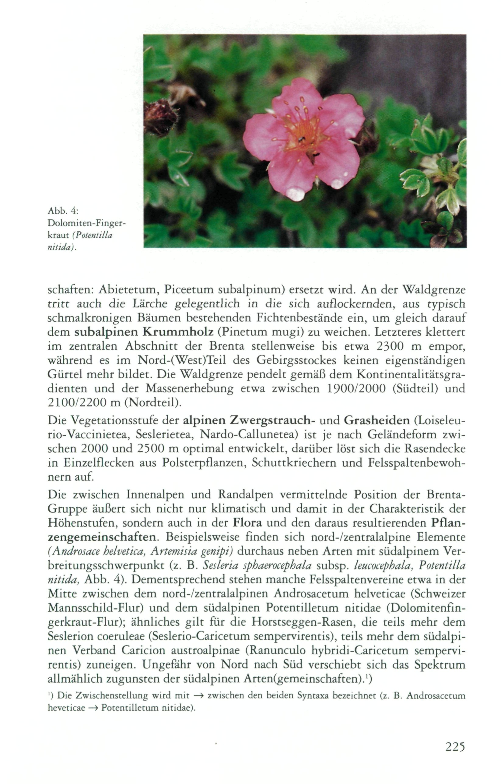 Abb. 4: Dolomiten-Fingerkraut (PotentiHa nitida). Schäften: Abietetum, Piceetum subalpinum) ersetzt wird.