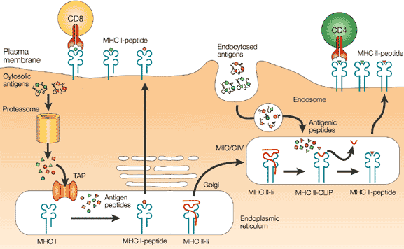 zytosolische Antigene & CD8 T-Zellen MHC-I: der endogene Weg extrazelluläre