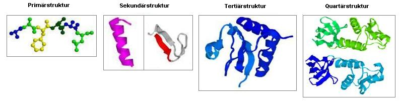 2.2 Proteinstruktur Die Proteinstruktur lässt sich auf vier Betrachtungsebenen beschreiben: 1. Die Primärstruktur ist die Aminosäuresequenz der Polypeptidkette. 2.