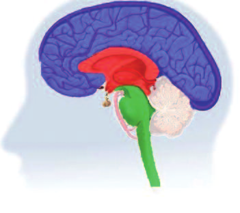 Eigen schaften, die zum jeweiligen Hirn gehören. Über die Ausprägung entscheidet die persönliche Genstruktur.
