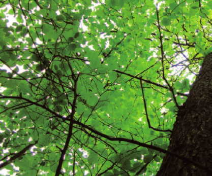 12 Mischbaumarten zur Eiche Dienende Mischbaumarten In Eichenbeständen mit hoher Qualitätserwartung ist die Schaffung und Erhaltung einer dienenden Schicht im Zwischen- und Unterstand aus