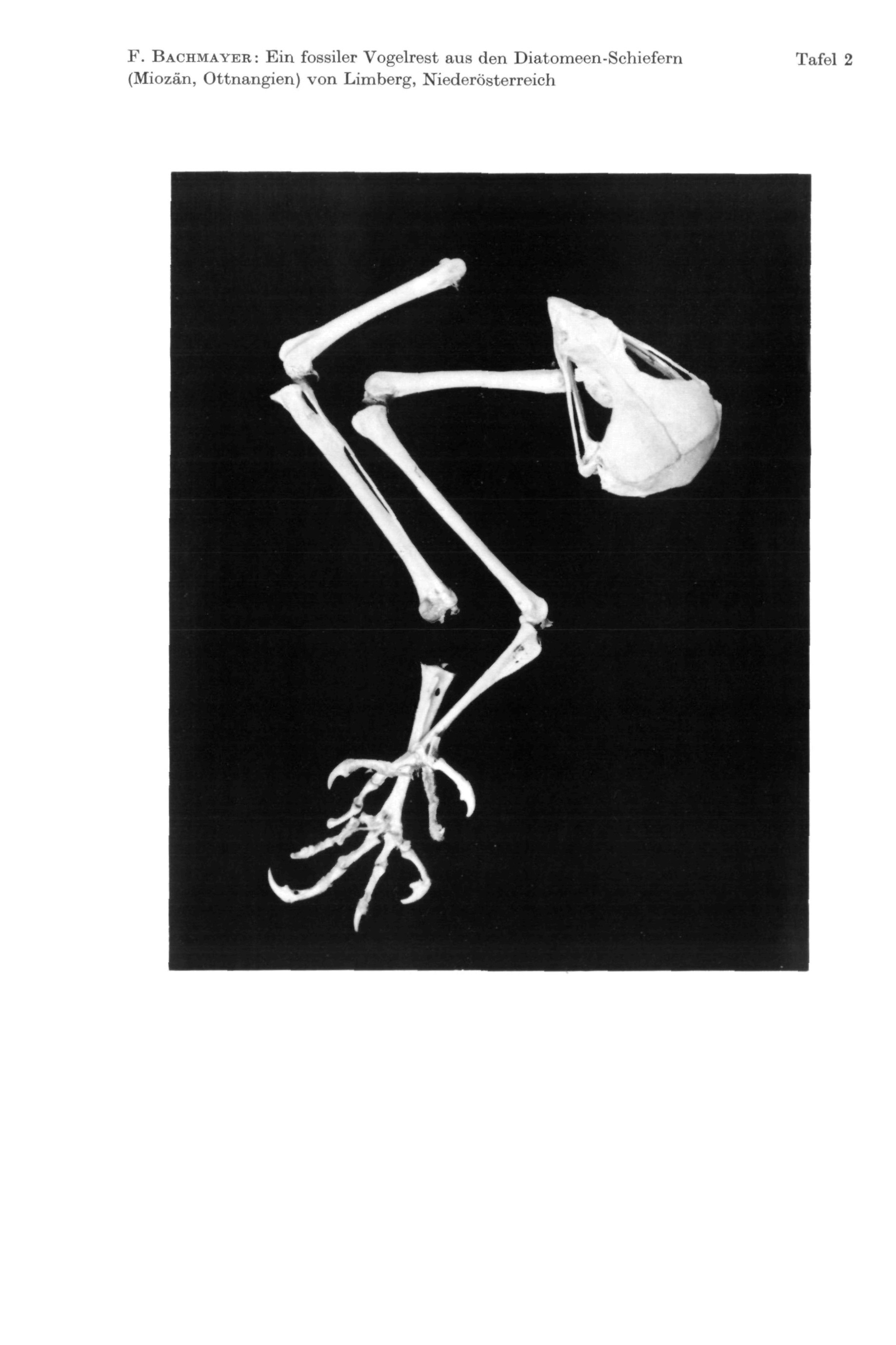 F. BACHMAYER : Ein fossiler Vogelrest aus den