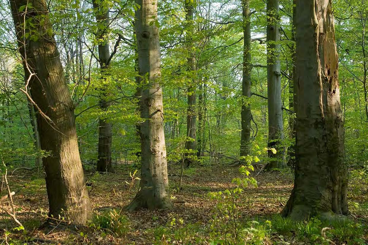 Waldeigentümer (TH) Anteil Landeswald 31% ThüringenForst AöR 6% Sondervermögen (WGT) 25% Kommunalwald